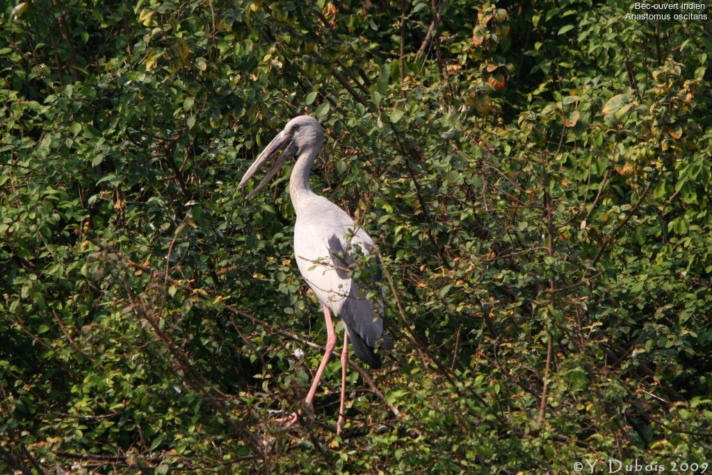 Asian Openbill