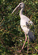 Asian Openbill