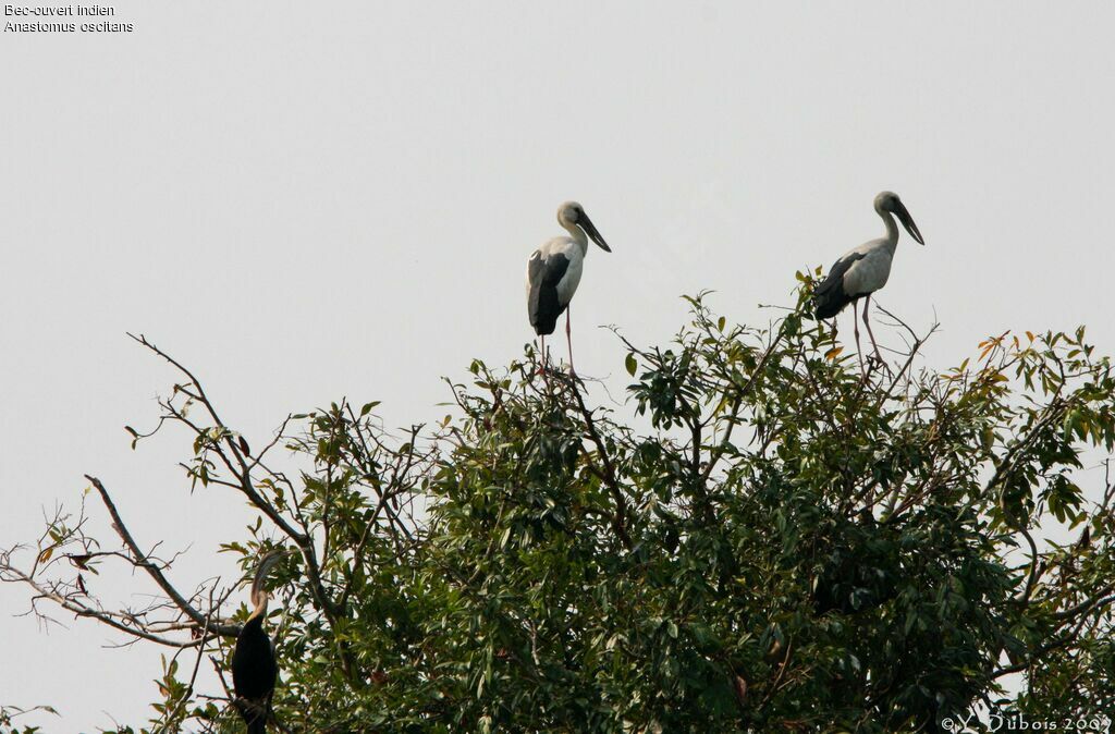 Asian Openbill