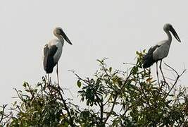 Asian Openbill