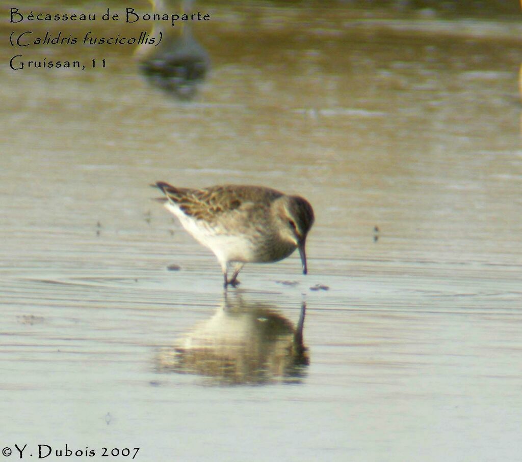 White-rumped Sandpiper