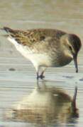 White-rumped Sandpiper