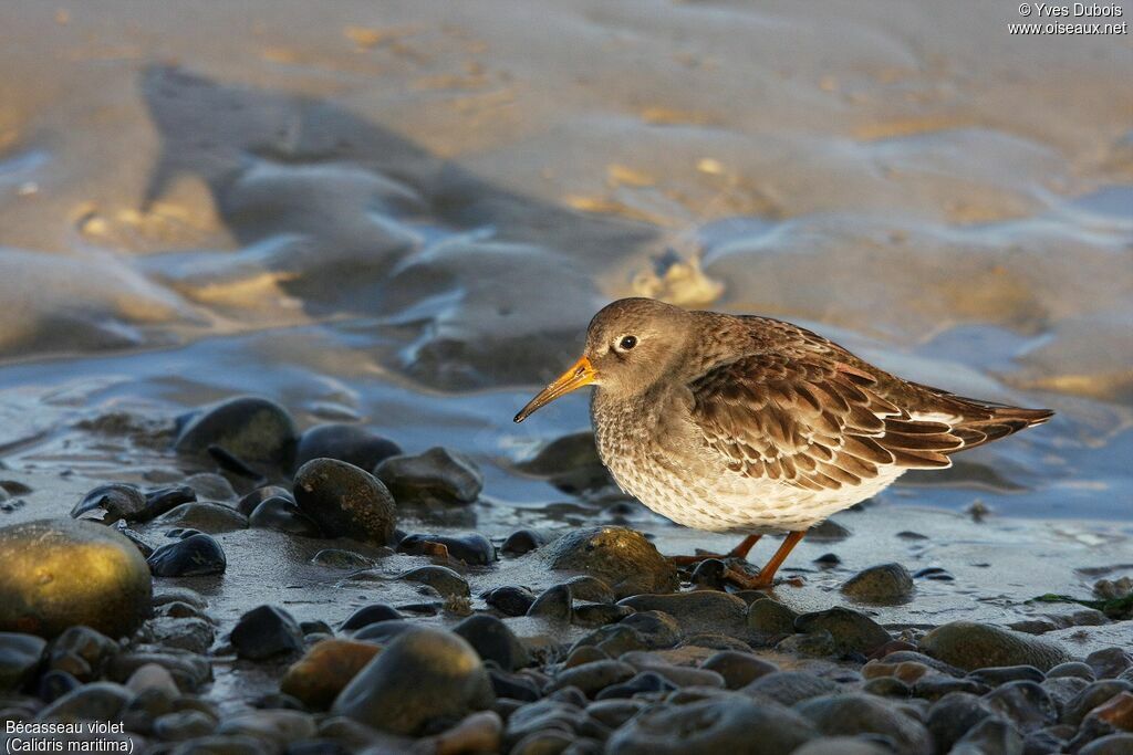 Purple Sandpiper