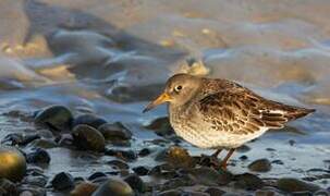 Purple Sandpiper