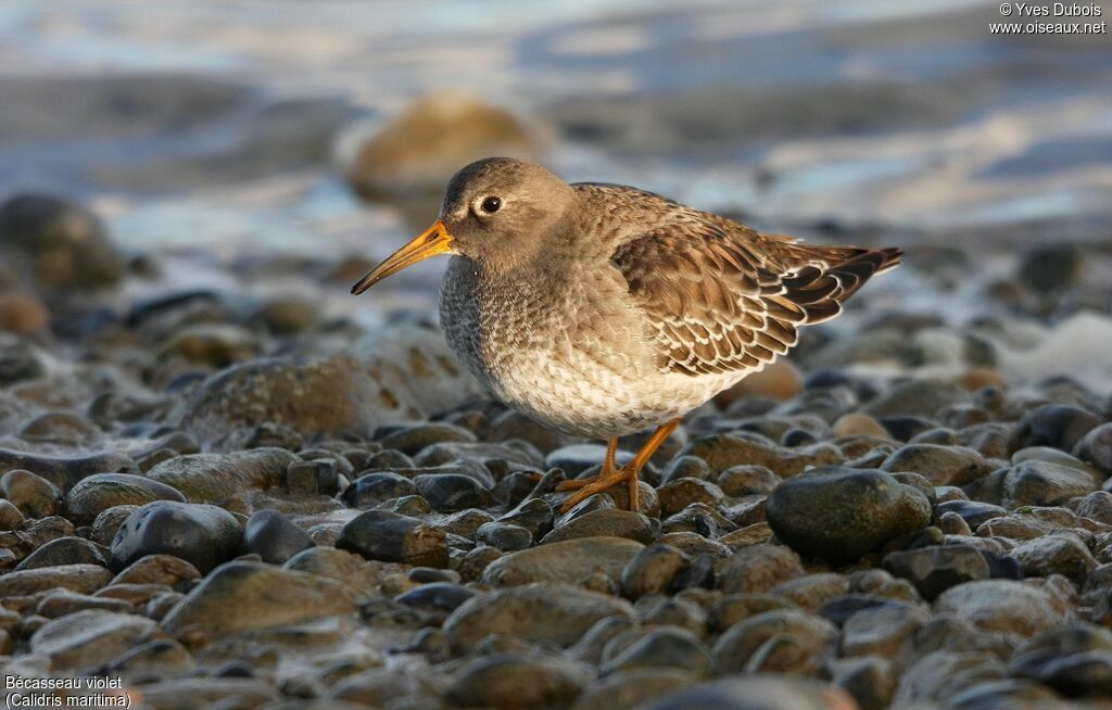 Purple Sandpiper