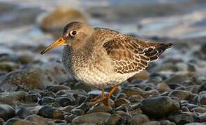 Purple Sandpiper