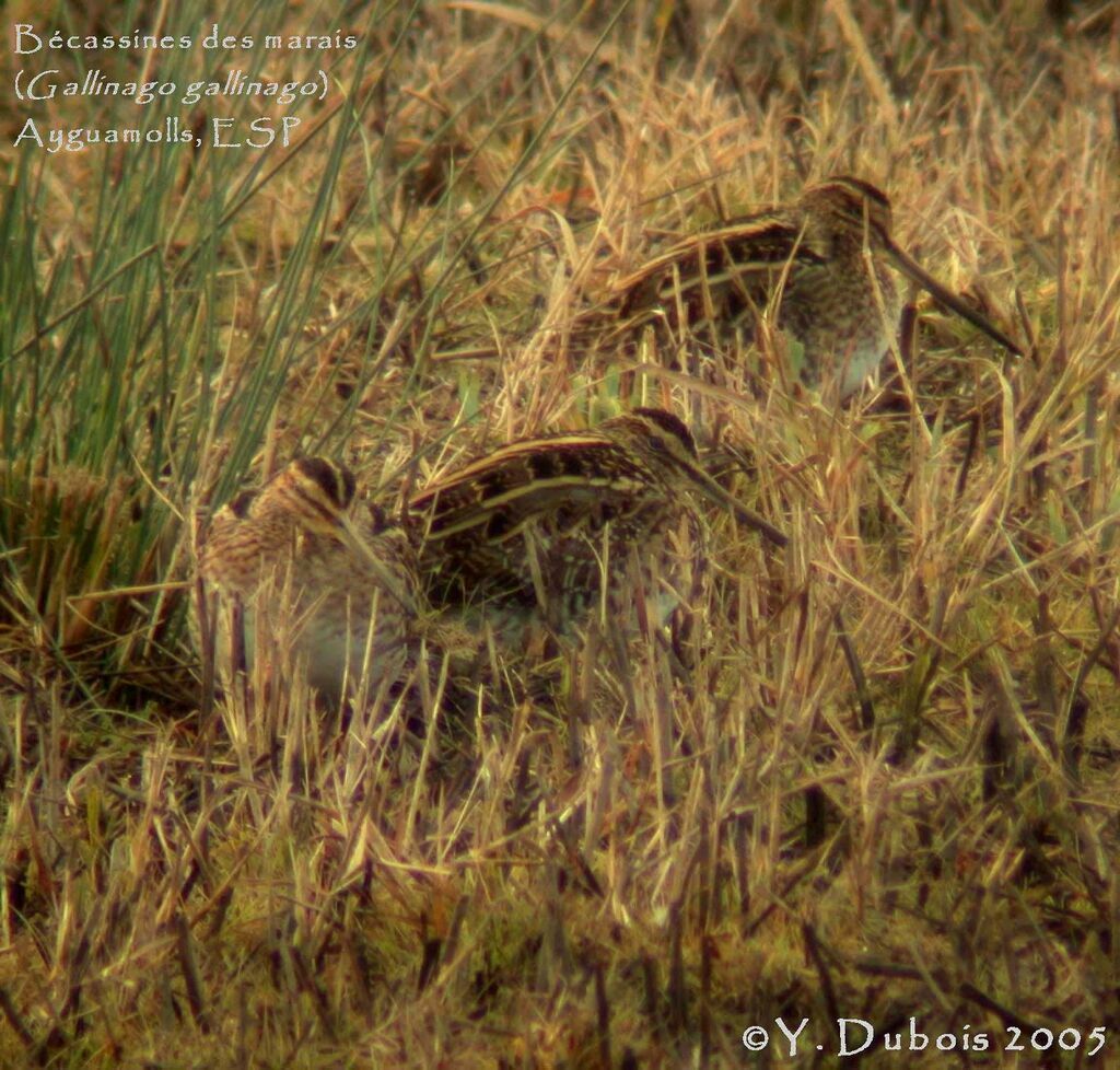 Common Snipe