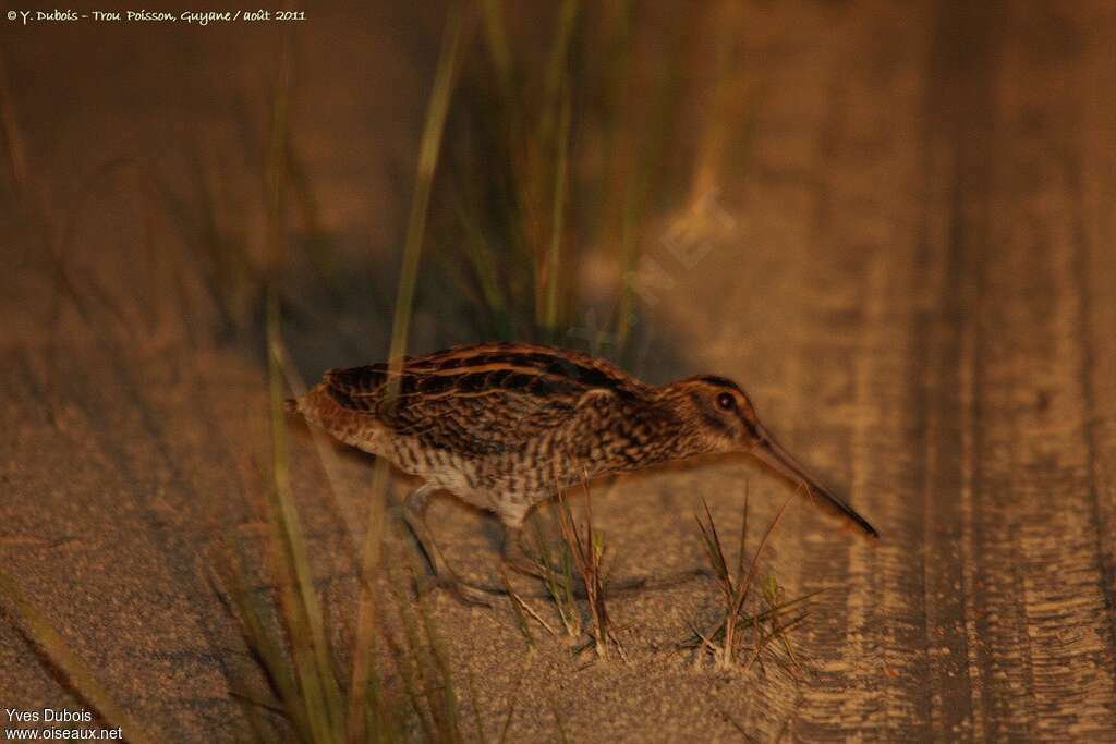 Giant Snipeadult, identification