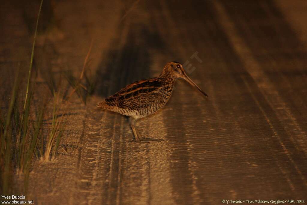 Bécassine géanteadulte, identification