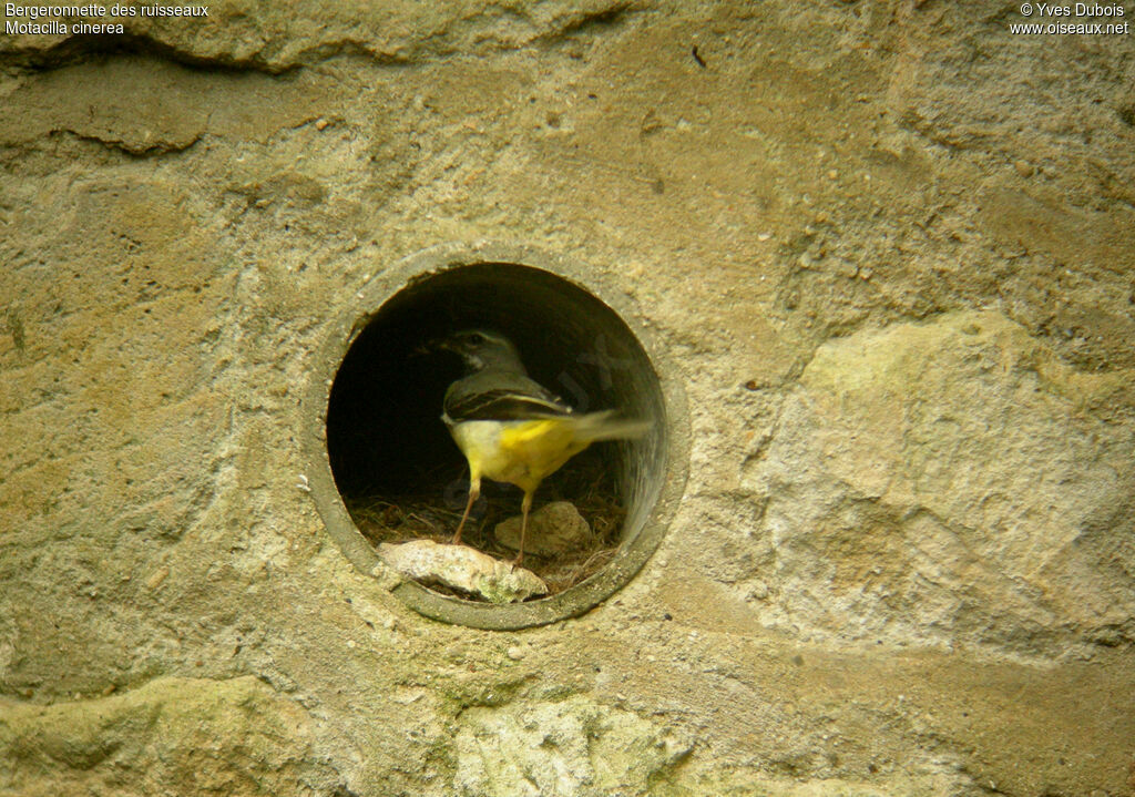 Grey Wagtail