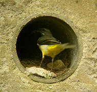 Grey Wagtail