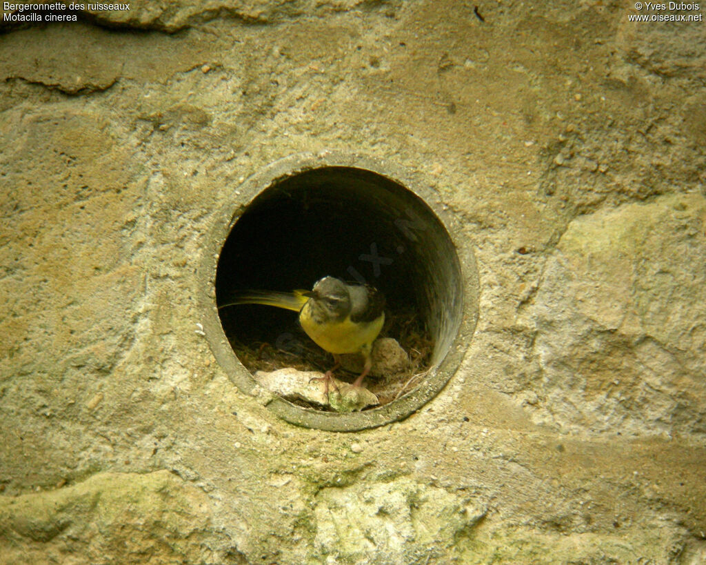 Grey Wagtail