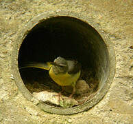 Grey Wagtail