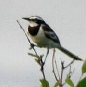 Mekong Wagtail