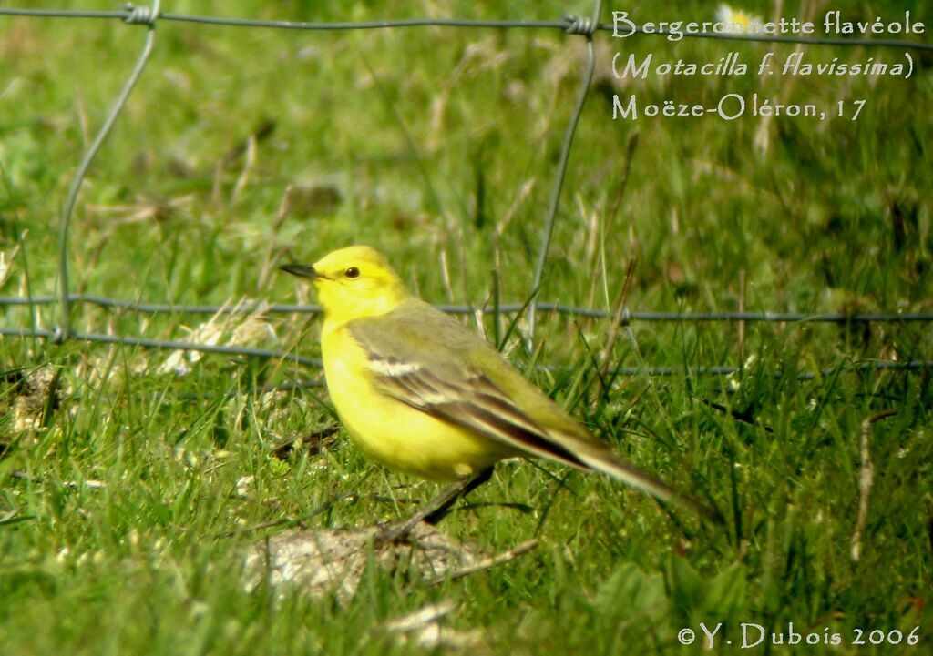 Western Yellow Wagtail (flavissima)