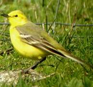 Western Yellow Wagtail (flavissima)