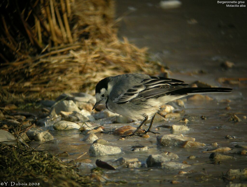 White Wagtail