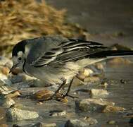 White Wagtail