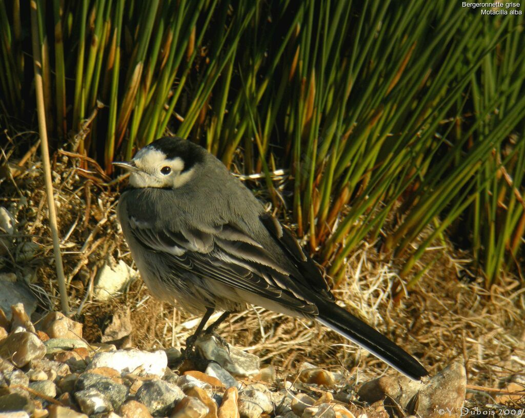 Bergeronnette grise, identification