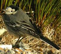 White Wagtail