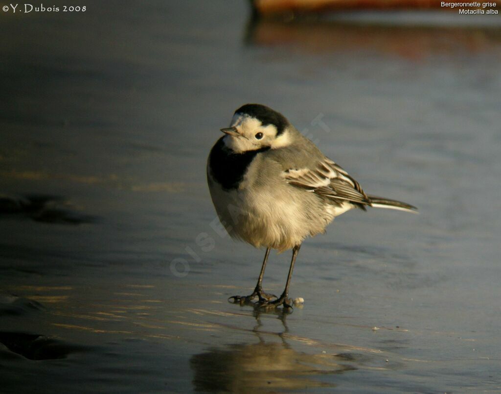 White Wagtail