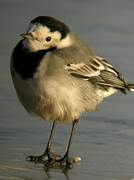 White Wagtail