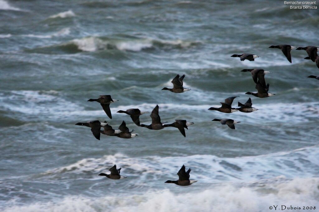 Brant Goose, Flight