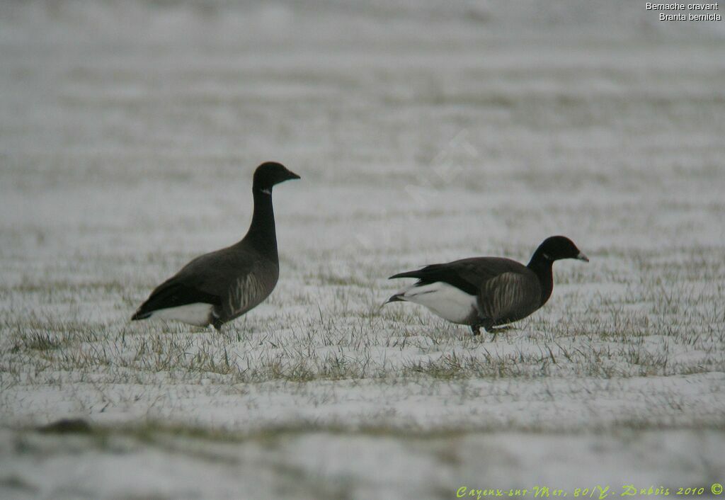 Brant Goose