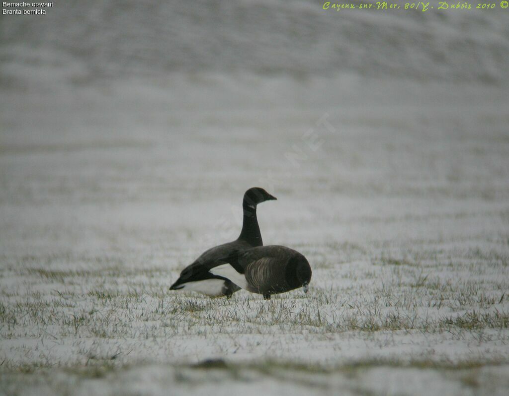 Brant Goose