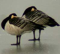 Barnacle Goose