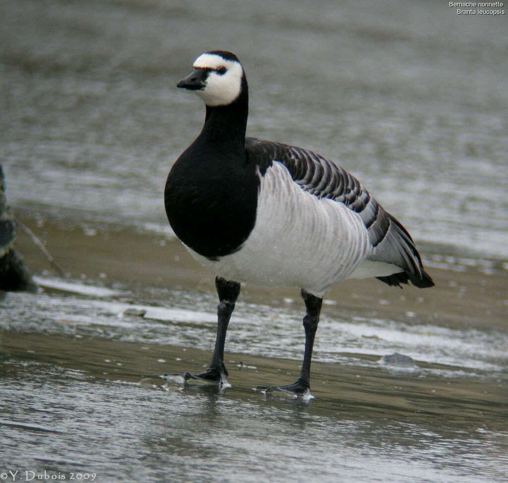 Barnacle Goose