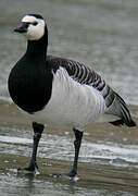 Barnacle Goose