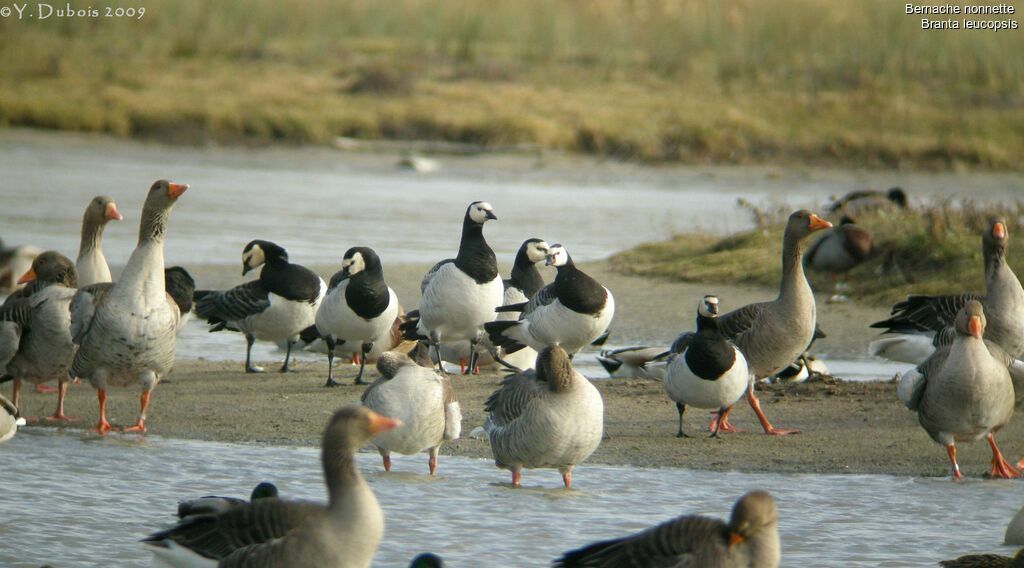 Barnacle Goose