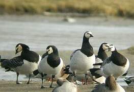 Barnacle Goose