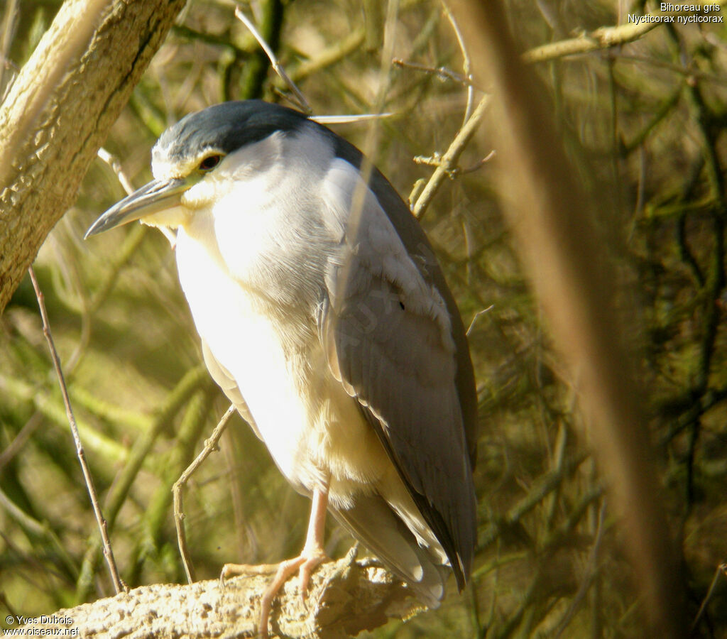 Black-crowned Night Heron