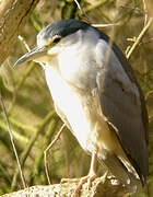 Black-crowned Night Heron