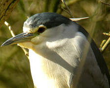 Black-crowned Night Heron