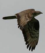 European Honey Buzzard