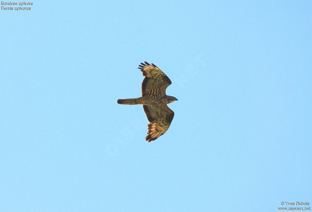 European Honey Buzzard