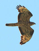 European Honey Buzzard