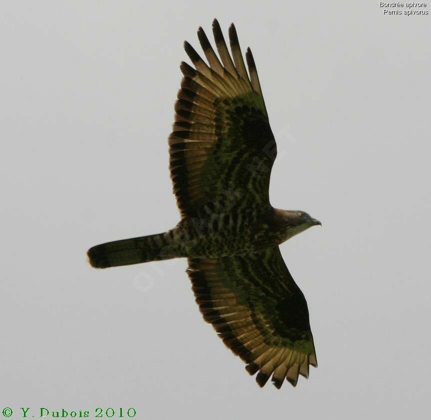 European Honey Buzzard