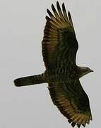 European Honey Buzzard