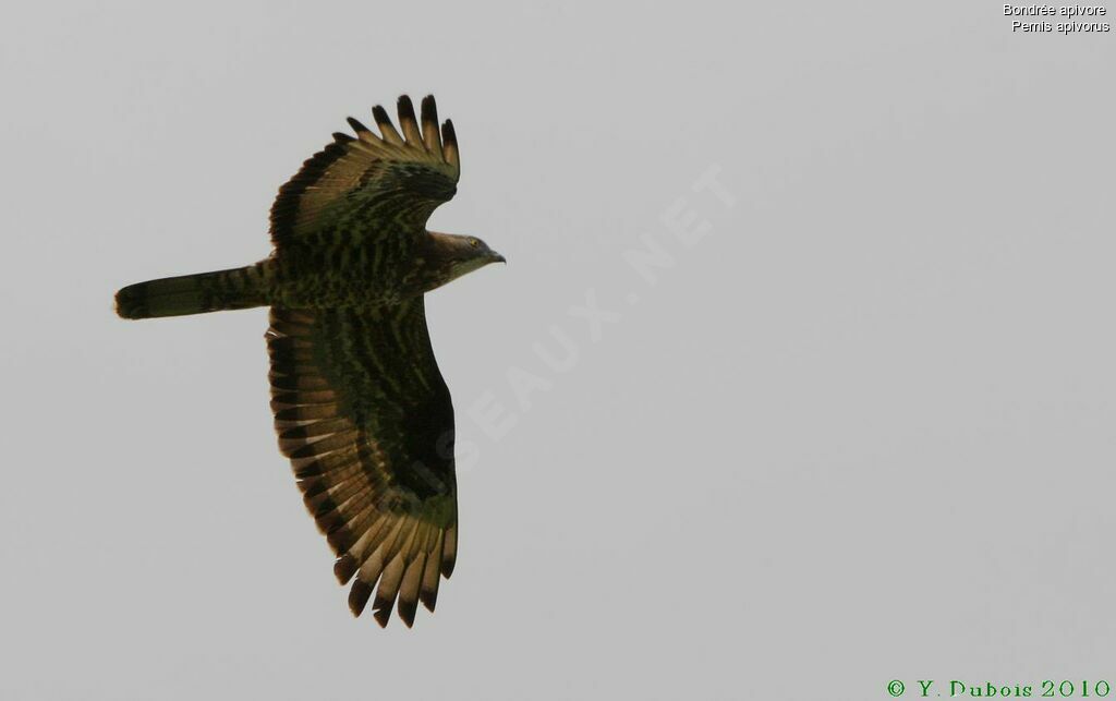 European Honey Buzzard