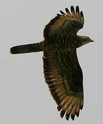 European Honey Buzzard