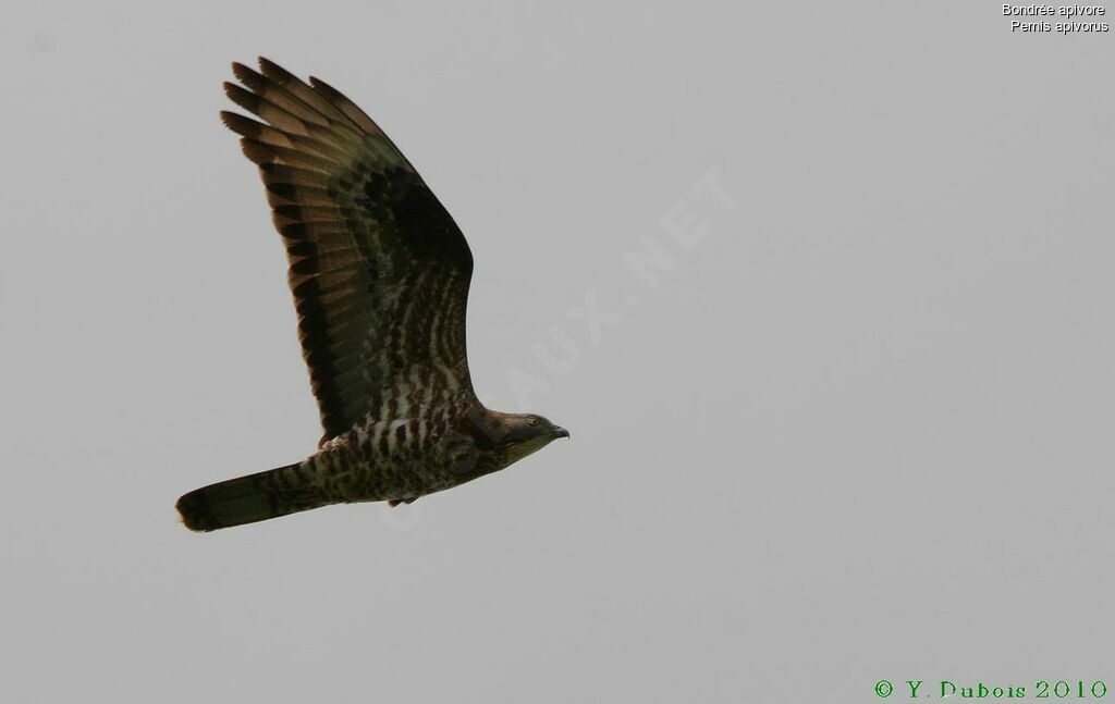 European Honey Buzzard