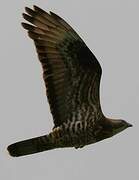 European Honey Buzzard