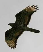 European Honey Buzzard