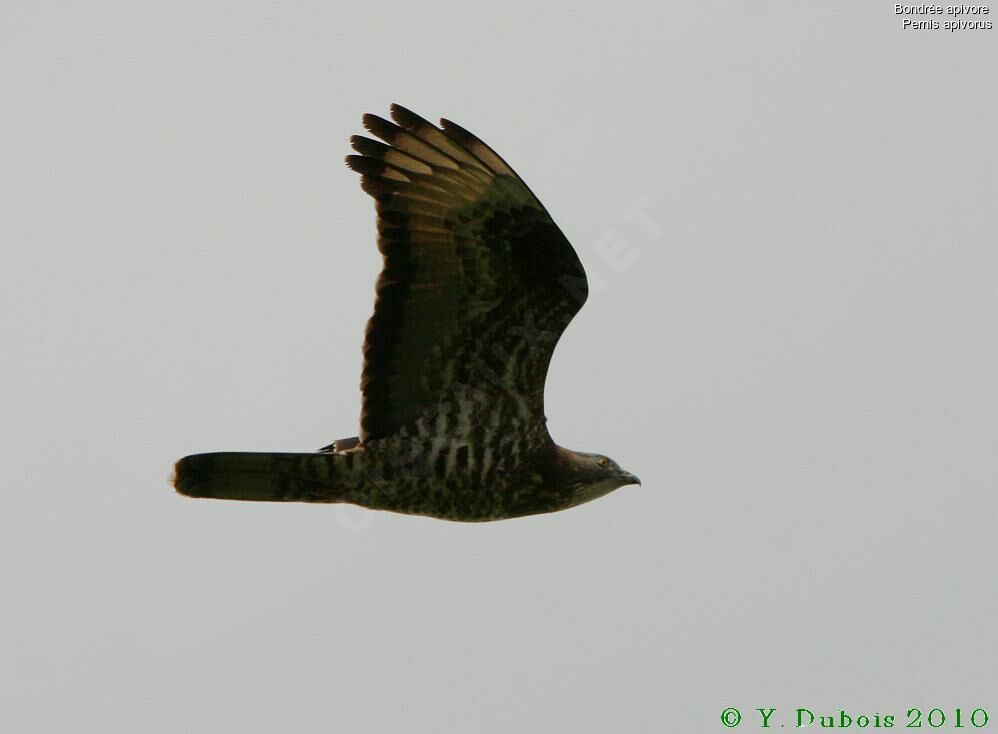 European Honey Buzzard