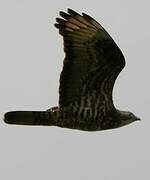 European Honey Buzzard