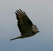 European Honey Buzzard